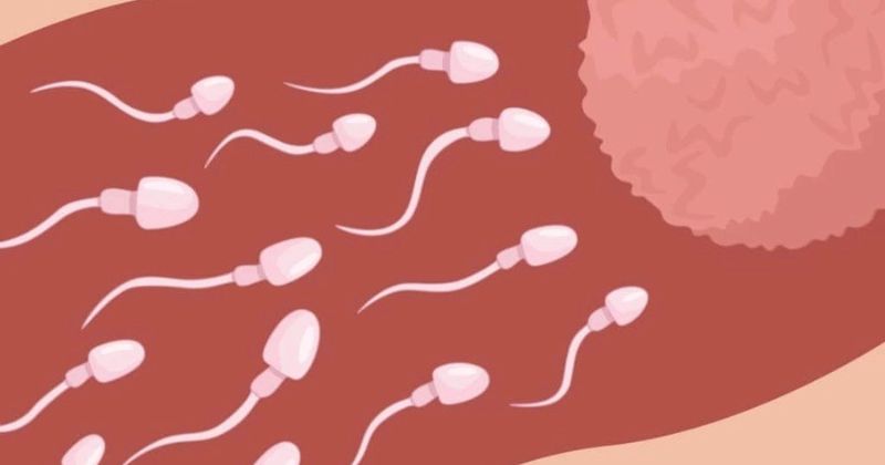 Quá trình xuất tinh diễn ra như thế nào